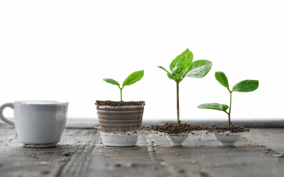 Embracing Sustainable Wellness: Building a Life of Balance and Vitality